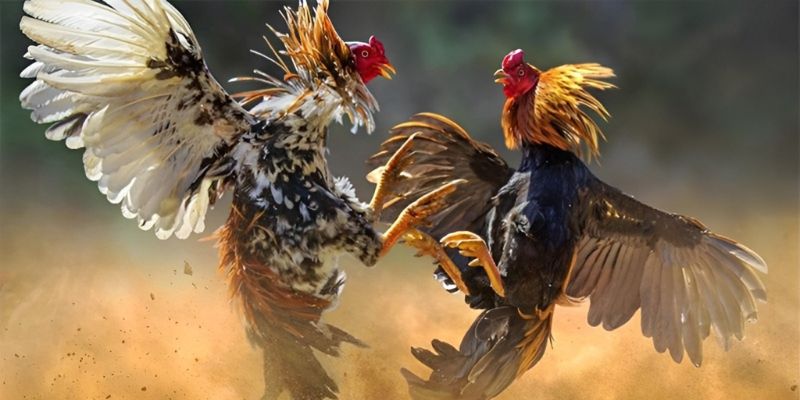 Đá Gà Thomo - Trải Nghiệm Đá Gà Độc Đáo Tại GO88 2 Tổng quan giới thiệu về đá gà Thomo