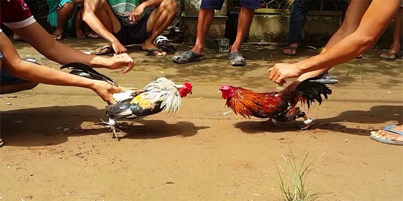 Đá Gà Trực Tiếp C1 - Xem Trực Tuyến Đỉnh Cao Tại GO88 4 Quy định khi chơi đá gà trực tiếp c1