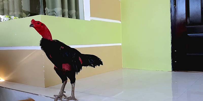 Gà Chọi Mắt Ếch - Cùng GO88 Thưởng Thức Những Trận Đấu Hay 4 Hướng dẫn chăm sóc giống gà chọi mắt ếch