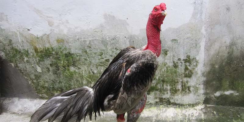 Gà Chọi Mắt Ếch - Cùng GO88 Thưởng Thức Những Trận Đấu Hay 3 Khả năng chiến đấu giống gà chọi mắt ếch