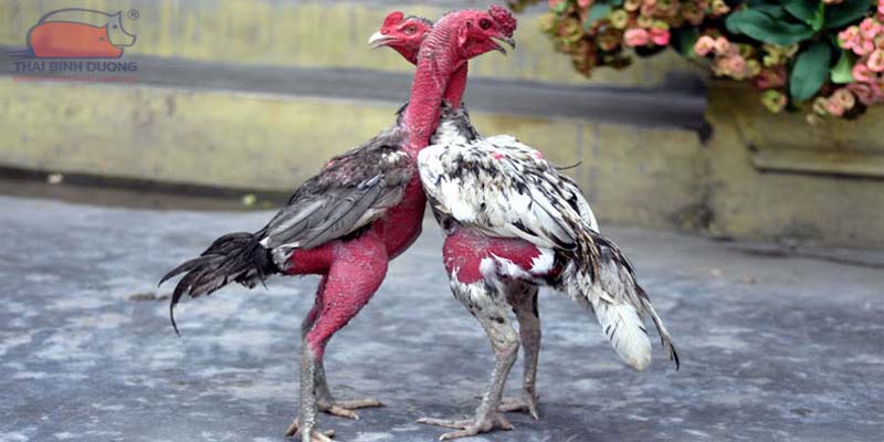 Gà Chọi Nòi - Xem Những Chú Gà Chọi Cực Mạnh Tại GO88 2 Đa dạng các thể loại đá gà chọi nòi
