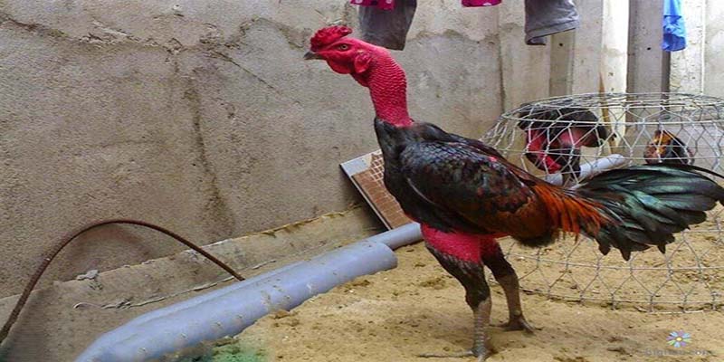 Gà Chọi Nòi - Xem Những Chú Gà Chọi Cực Mạnh Tại GO88 4 Chú ý khi chăm nuôi dòng gà chọi nòi